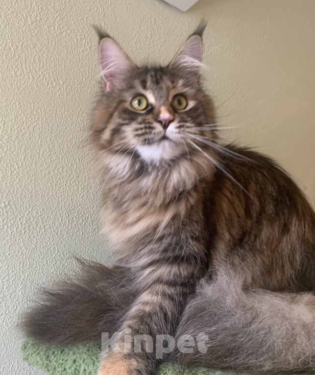 Кошки в Санкт-Петербурге: Yagoza Perfect Lynx Девочка, 25 000 руб. - фото 3