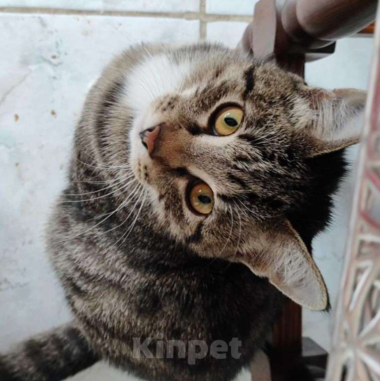 Кошки в Москве: Семья, ну где же вы пропадаете?  Мальчик, Бесплатно - фото 3