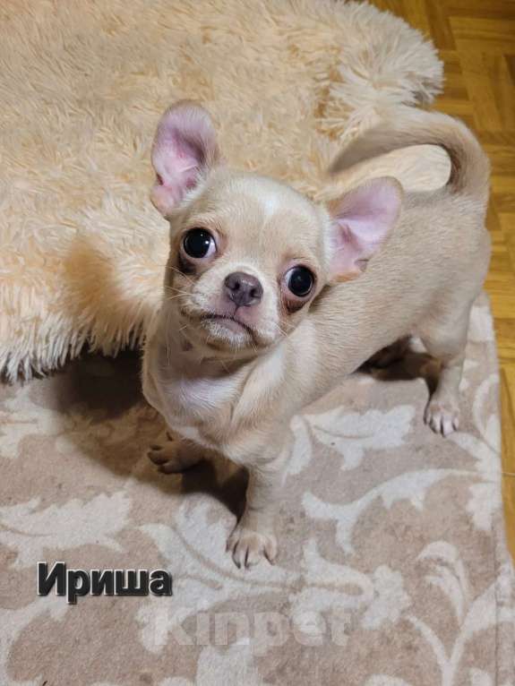 Собаки в Москве: Девочка и мальчик Чихуахуа эффектного окраса Мальчик, Бесплатно - фото 4