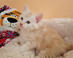 Кошки в Калуге: Котята породы Курильский бобтейл Мальчик, 40 000 руб. - фото 10