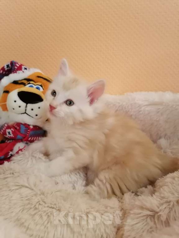 Кошки в Калуге: Котята породы Курильский бобтейл Мальчик, 40 000 руб. - фото 10