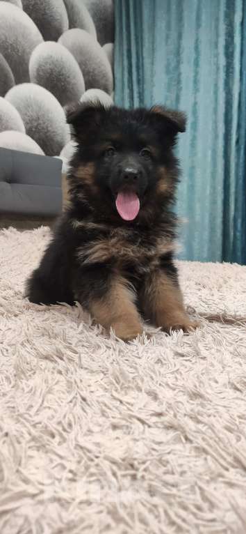 Собаки в Зарайске: Щенок немецкой овчарки д.ш. Девочка, 60 000 руб. - фото 7