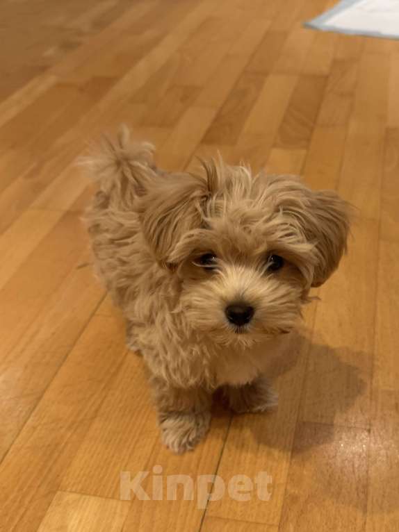 Собаки в Екатеринбурге: Щенок Мальтипу девочка ф1 Девочка, 95 000 руб. - фото 1