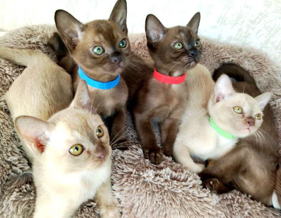 Кошки в Ковровом: Флер де лилу Венеция Девочка, 25 000 руб. - фото 4