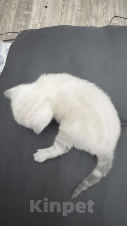 Кошки в Златоусте: Шотландский прямоухий Мальчик, 7 000 руб. - фото 3