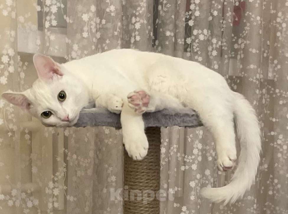 Кошки в Серпухове: Белая жемчужина в добрые руки Девочка, Бесплатно - фото 3