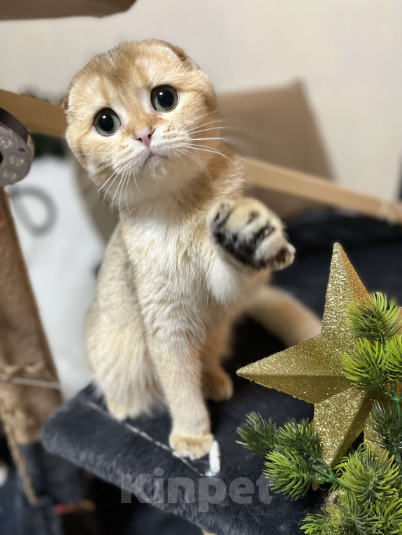 Кошки в Москве: Шотландский вислоухий котенок Девочка, 40 000 руб. - фото 2