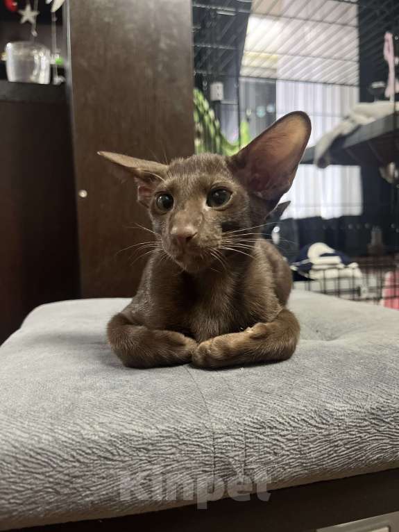 Кошки в Кировске (Мурманская область): Шоко дети Мальчик, 50 000 руб. - фото 3