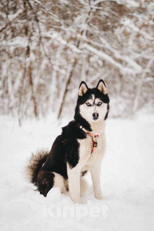 Собаки в Москве: Мива ищет дом Девочка, Бесплатно - фото 3