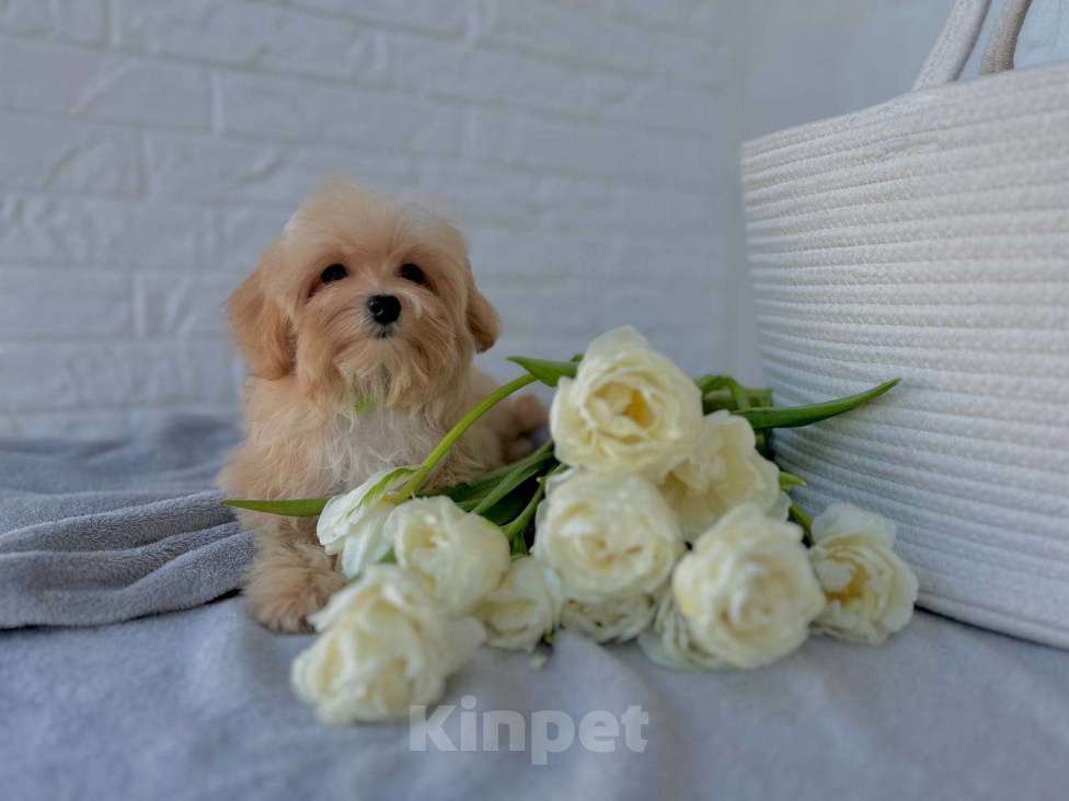 Собаки в Калининграде: Мальтипу девочка мини Девочка, 80 000 руб. - фото 10