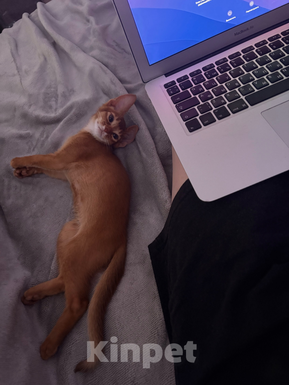 Кошки в других городах Московской области: 💥Продается котенок ( Окрaс сорpель ). Мальчик, 40 000 руб. - фото 3