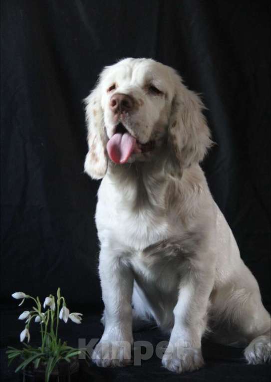 Собаки в Омске: Щенок кламбер спаниеля  Девочка, 90 000 руб. - фото 3