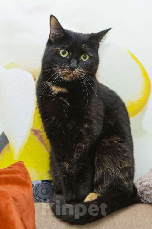 Кошки в Санкт-Петербурге: Красавица Саванна ищет хозяина Девочка, Бесплатно - фото 1