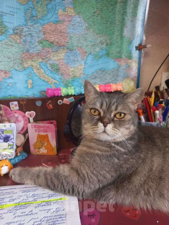 Кошки в Казани: Потерялась кошка Девочка, 5 000 руб. - фото 2