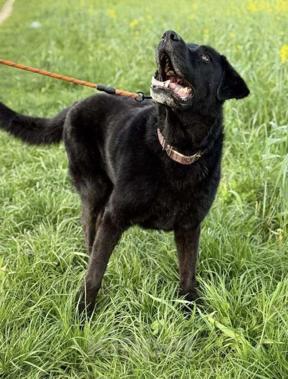 Собаки в Лобне: Лабрадор Рей ищет дом Мальчик, Бесплатно - фото 9