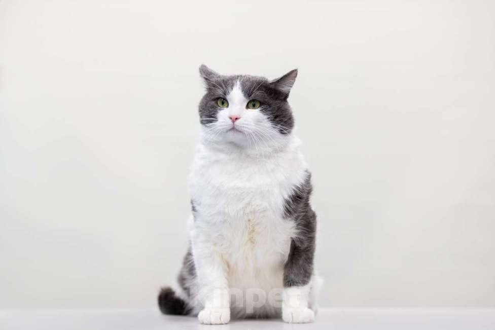 Кошки в Москве: Кот Хэллоуин в добрые руки Мальчик, Бесплатно - фото 2