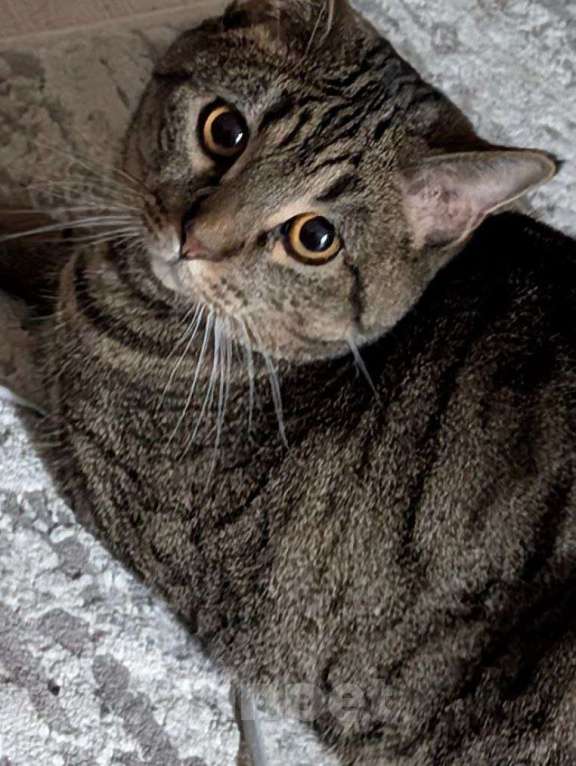 Кошки в Челябинске: Отдам 2 котов. Филипп. Мальчик, Бесплатно - фото 1