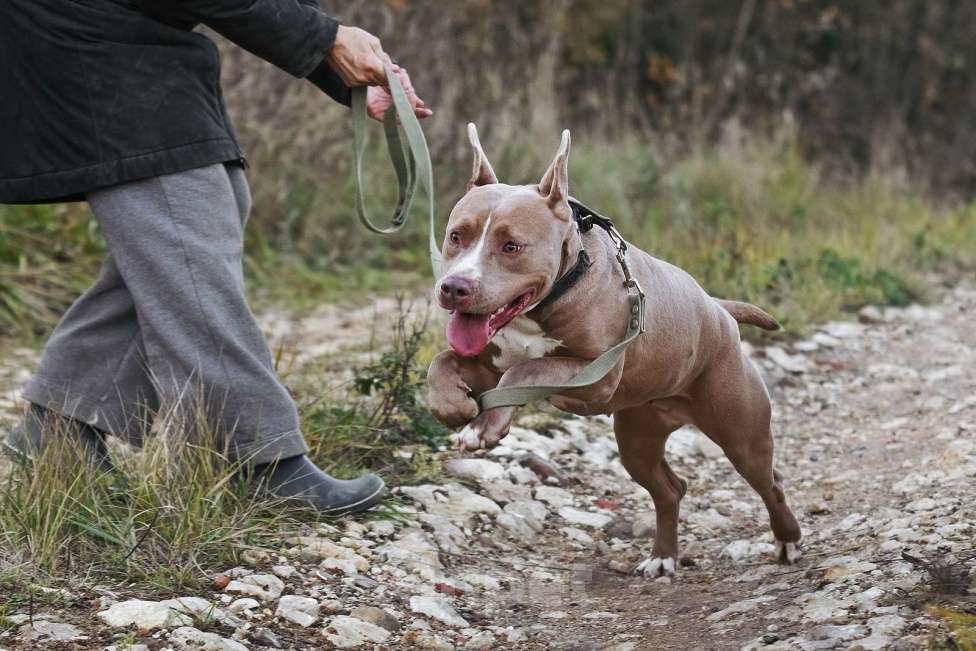 Собаки в Москве: Молодая питбуль Бежа в дар Девочка, 1 руб. - фото 6