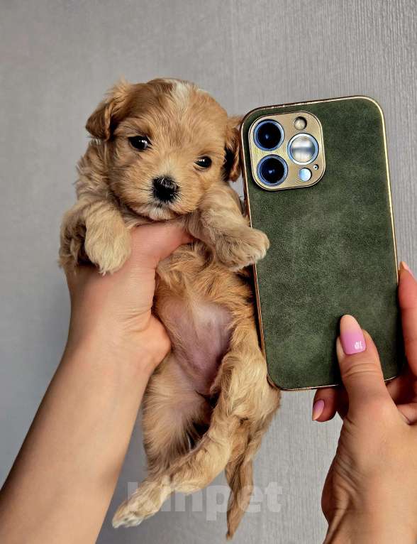 Собаки в Санкт-Петербурге: Джули Мальтипу ф1 Девочка  Девочка, 200 000 руб. - фото 3