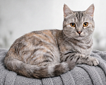 Кошки в Ижевске: кошка в добрые руки Девочка, Бесплатно - фото 1