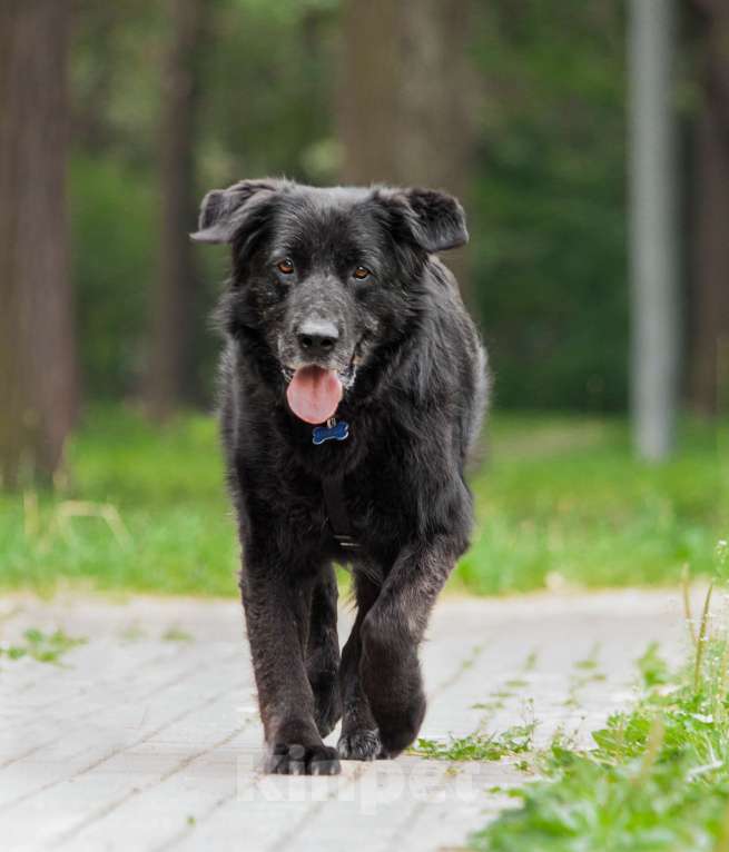 Собаки в других городах Московской области: Спокойный мишка Мальчик, Бесплатно - фото 6