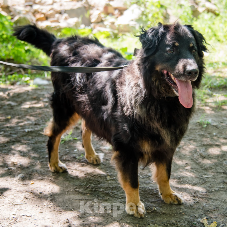 Собаки в Москве: Балу Мальчик, Бесплатно - фото 2