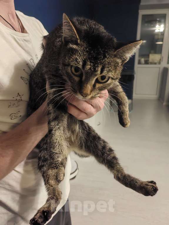 Кошки в Тюмени: Молодая кошечка Девочка, Бесплатно - фото 2