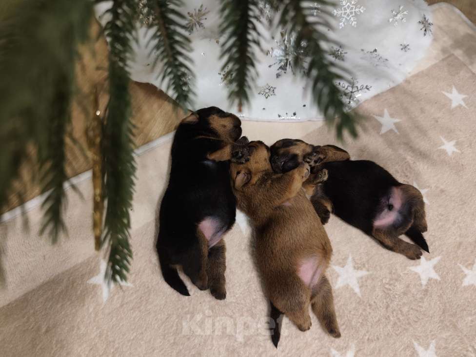 Собаки в Красноярске: Щенки норфолк терьера Девочка, 100 000 руб. - фото 2