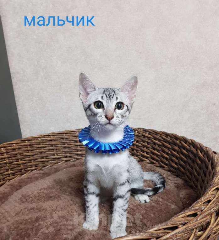 Кошки в Санкт-Петербурге: Мальчик редкой породы Египетская мау  Мальчик, Бесплатно - фото 3
