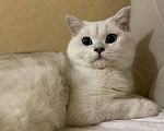 Кошки в Ульяновске: Вязка Мальчик, Бесплатно - фото 7