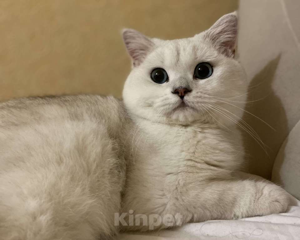 Кошки в Ульяновске: Вязка Мальчик, Бесплатно - фото 7