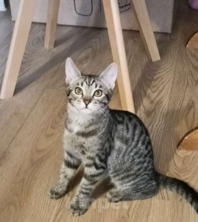 Кошки в Москве: Девочка-подросток Девочка, Бесплатно - фото 4