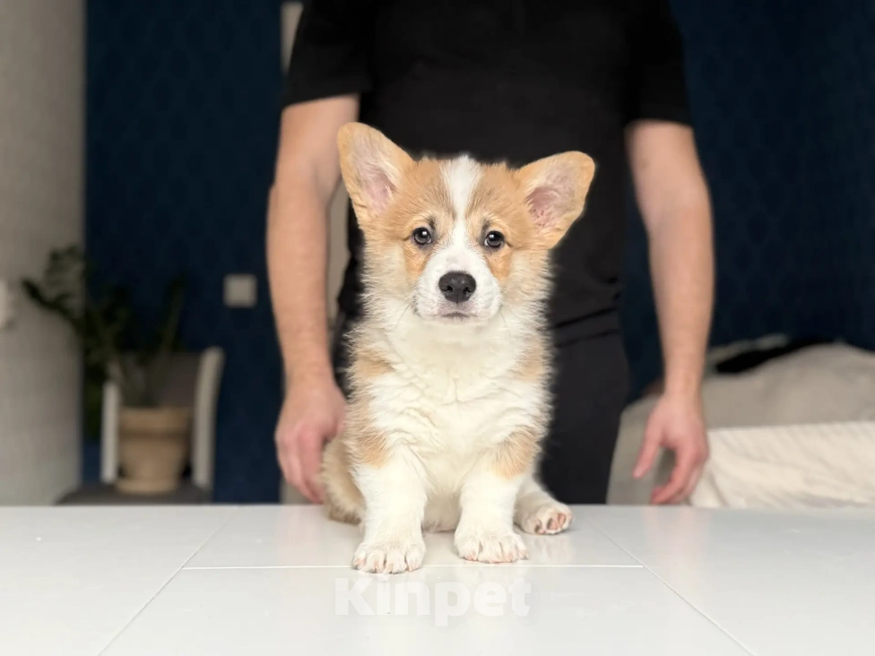 Собаки в Краснодаре: Щенок Вельш-Корги пемброк Мальчик, 45 000 руб. - фото 1