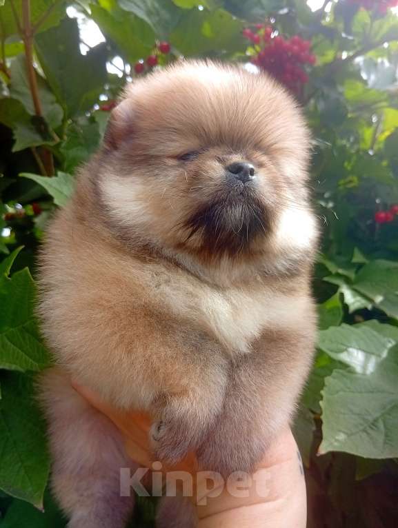 Собаки в Воронеже: Шпиц мишка Мальчик, Бесплатно - фото 4