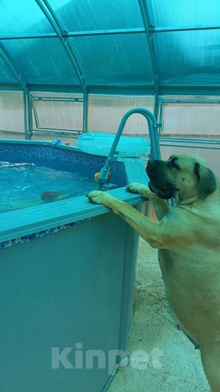 Собаки в других городах Московской области: Срочно в добрые руки ❗ Девочка, Бесплатно - фото 3