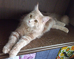 Кошки в Нальчике: Пропал Мальчик, Бесплатно - фото 1
