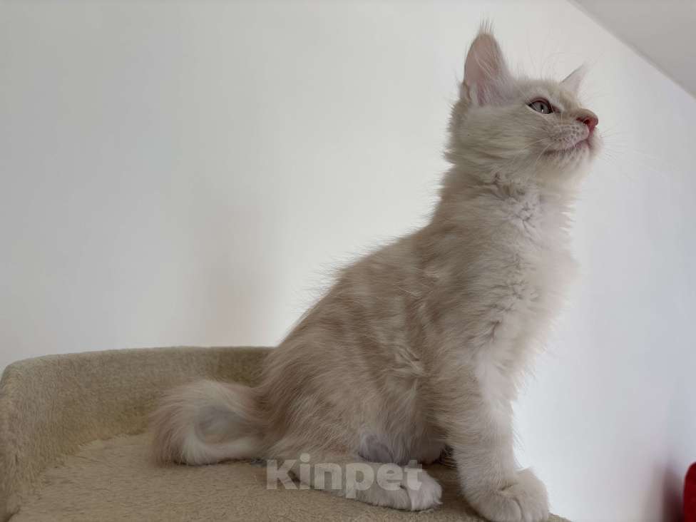 Кошки в Калининграде: Чистокровный котенок Мэйкун, es 22 Мальчик, 35 000 руб. - фото 2