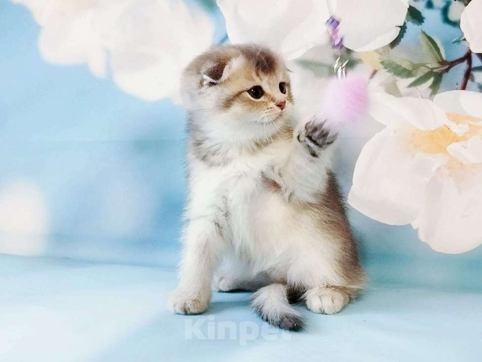 Кошки в Сарове: Чудесные девчушки Девочка, Бесплатно - фото 1