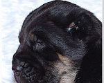 Собаки в Приозерске: Самые красивые щенки Среднеазиатской овчарки Мальчик, 30 000 руб. - фото 4