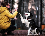 Собаки в Москве: Хаски Конор в добрые руки Мальчик, 1 руб. - фото 8