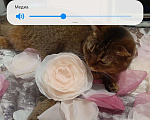 Кошки в Тюмени: Кошка смесь абесинки и шотландца, 10 руб. - фото 4