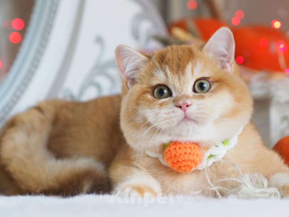 Кошки в Москве: Британский котёнок Джиган Мальчик, 120 000 руб. - фото 5