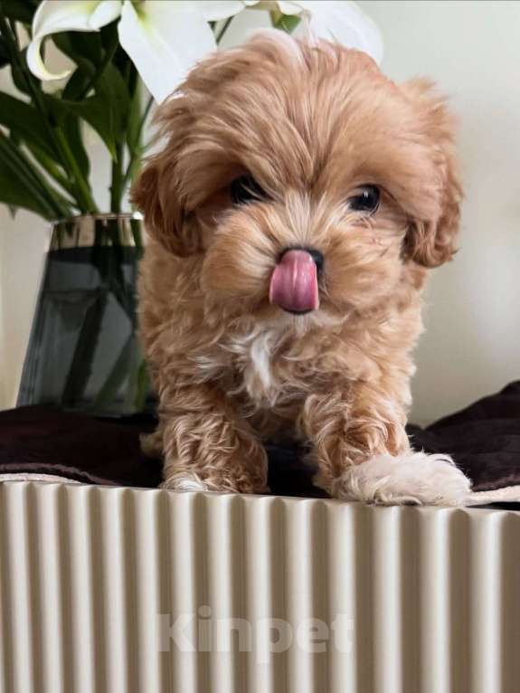 Собаки в Казани: Мальтипу, щенок Девочка, 180 000 руб. - фото 2