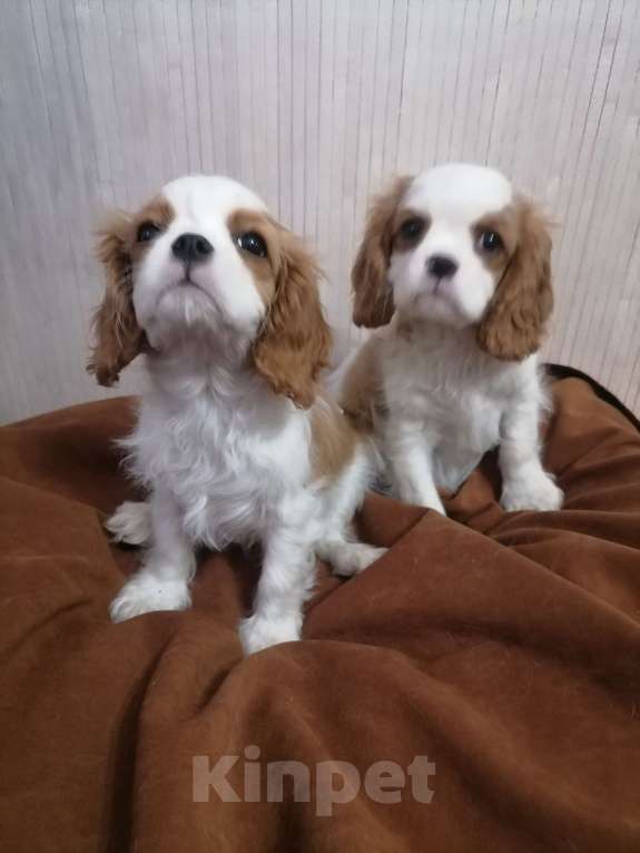 Собаки в Москве: Кавалер Кинг Чарльз спаниель 2, 5мес Девочка, 120 000 руб. - фото 4