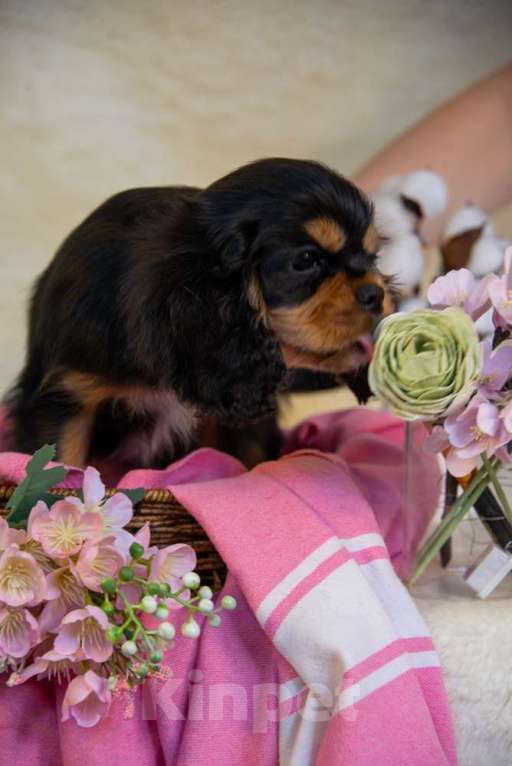 Собаки в Электростали: Черно-подпалый щенок кавалера Мальчик, 90 000 руб. - фото 4