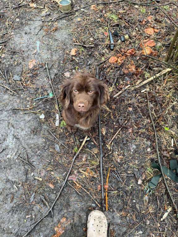 Собаки в Москве: В добрые руки . Мальчик, Бесплатно - фото 2