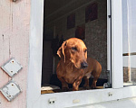 Собаки в Щербинке: Потерялась собака по кличке фредии  Мальчик, Бесплатно - фото 1