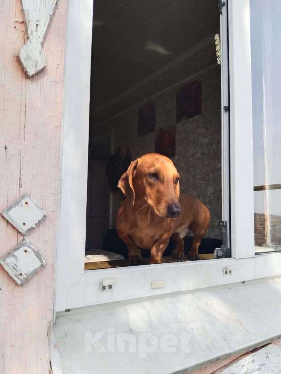 Собаки в Щербинке: Потерялась собака по кличке фредии  Мальчик, Бесплатно - фото 1