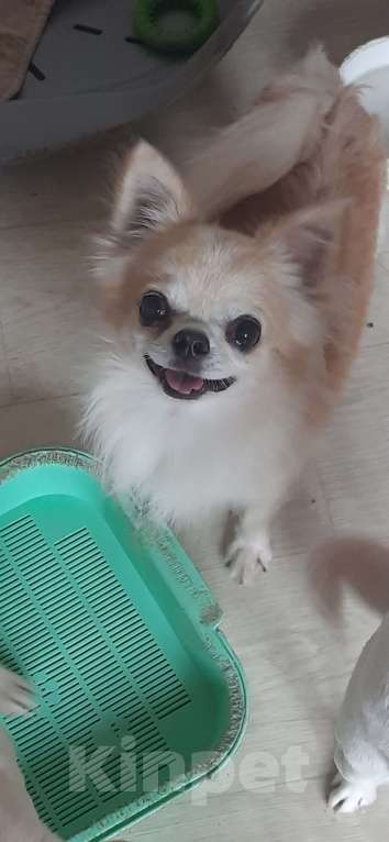 Собаки в Москве: Отдам мальчика чихуахуа Мальчик, 5 руб. - фото 2