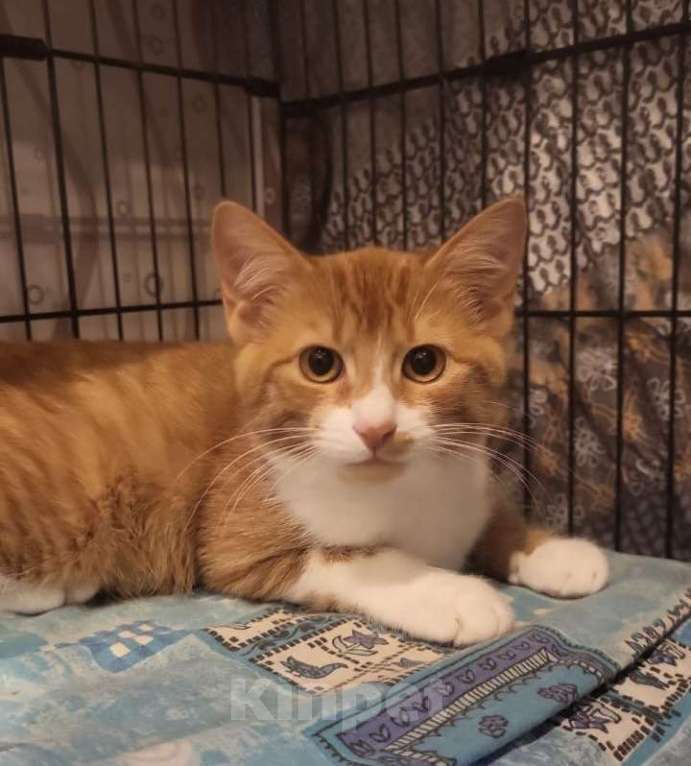 Кошки в Москве: Рыжие котята в добрые руки Мальчик, 1 руб. - фото 4